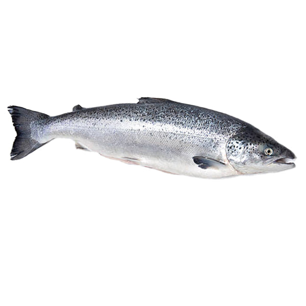 Whole Salmon 4-6Lb